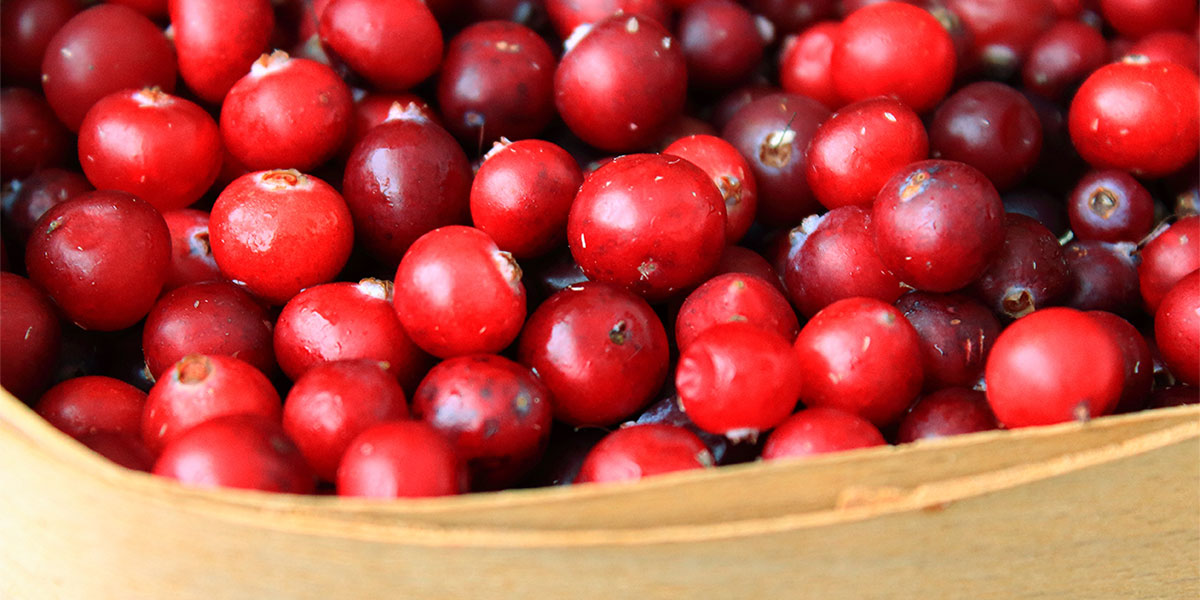 Cranberries, small doses of vitamins for summer